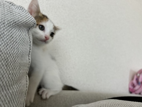 写メ